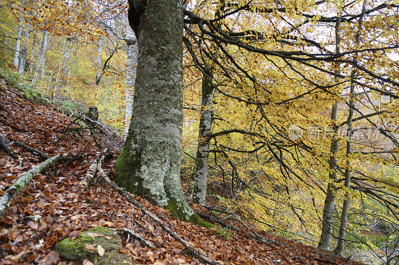 Irati forest，潘普洛纳，纳瓦拉，西班牙。